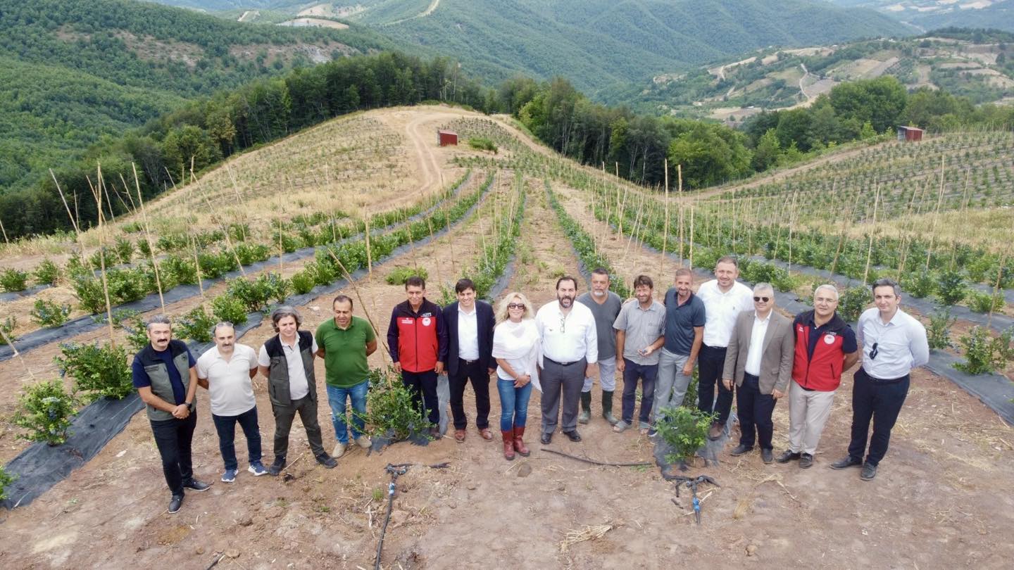 SERMAYECİK’TE MAVİ YEMİŞ HASADI YAPILDI