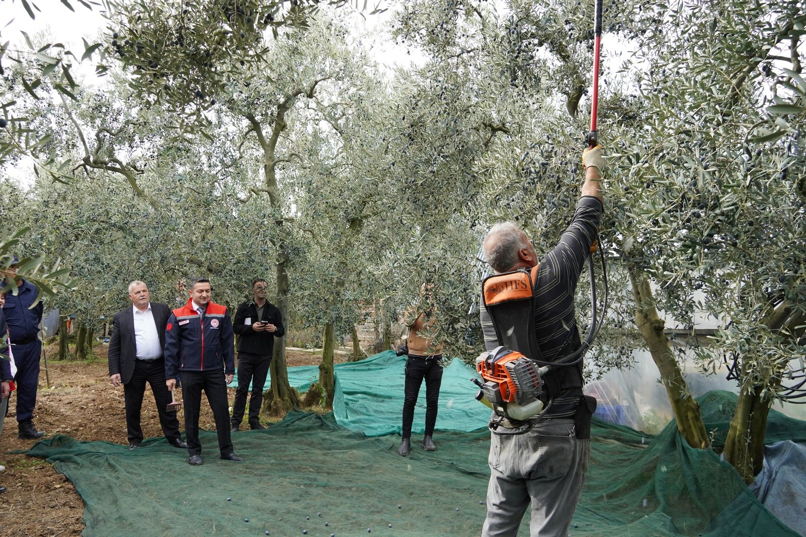 ARMUTLU'DA ZEYTİN HASADI BAŞLADI