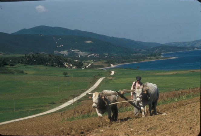 1956 YILINDA ÇINARCIK'A GİDEN TOPRAK YOL