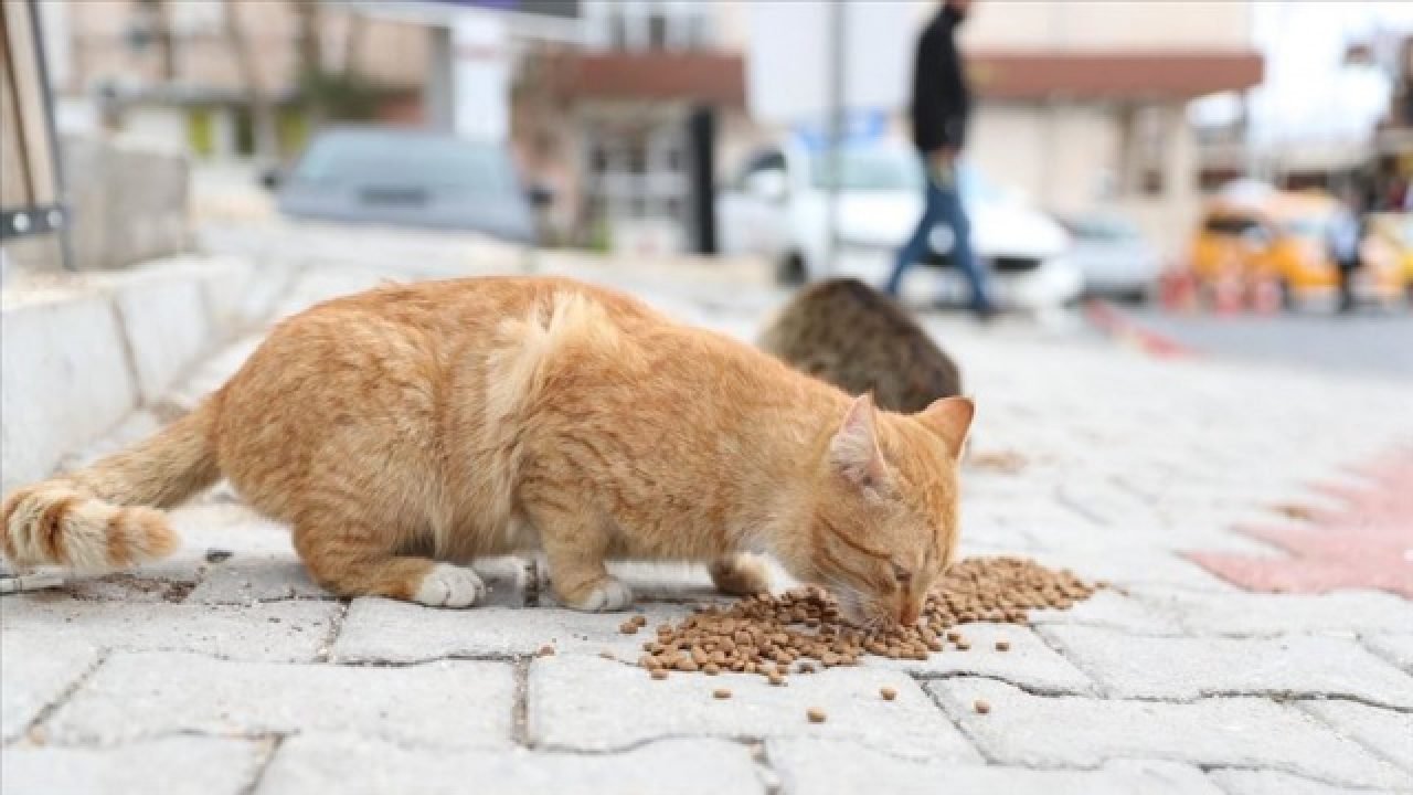 PATİLİ DOSTLAR İÇİN ASKIDA MAMA